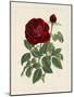 Van Houtteano Rose II-null-Mounted Art Print