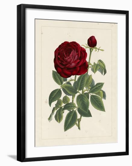 Van Houtteano Rose II-null-Framed Art Print