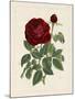 Van Houtteano Rose II-null-Mounted Art Print