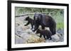 Vancouver Island Black Bear (Ursus Americanus Vancouveri) Mother With Cubs On A Beach-Bertie Gregory-Framed Photographic Print