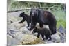 Vancouver Island Black Bear (Ursus Americanus Vancouveri) Mother With Cubs On A Beach-Bertie Gregory-Mounted Photographic Print