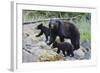 Vancouver Island Black Bear (Ursus Americanus Vancouveri) Mother With Cubs On A Beach-Bertie Gregory-Framed Photographic Print