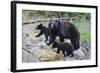 Vancouver Island Black Bear (Ursus Americanus Vancouveri) Mother With Cubs On A Beach-Bertie Gregory-Framed Photographic Print