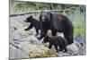 Vancouver Island Black Bear (Ursus Americanus Vancouveri) Mother With Cubs On A Beach-Bertie Gregory-Mounted Photographic Print