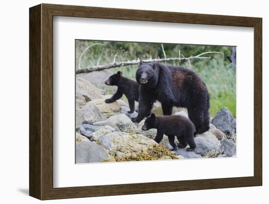 Vancouver Island Black Bear (Ursus Americanus Vancouveri) Mother With Cubs On A Beach-Bertie Gregory-Framed Photographic Print