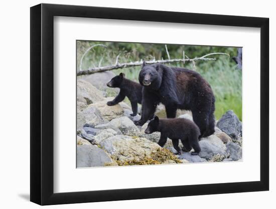 Vancouver Island Black Bear (Ursus Americanus Vancouveri) Mother With Cubs On A Beach-Bertie Gregory-Framed Photographic Print