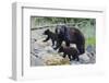 Vancouver Island Black Bear (Ursus Americanus Vancouveri) Mother With Cubs On A Beach-Bertie Gregory-Framed Photographic Print