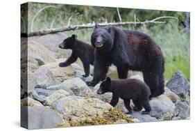 Vancouver Island Black Bear (Ursus Americanus Vancouveri) Mother With Cubs On A Beach-Bertie Gregory-Stretched Canvas