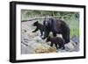 Vancouver Island Black Bear (Ursus Americanus Vancouveri) Mother With Cubs On A Beach-Bertie Gregory-Framed Photographic Print