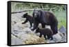 Vancouver Island Black Bear (Ursus Americanus Vancouveri) Mother With Cubs On A Beach-Bertie Gregory-Framed Stretched Canvas