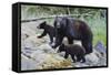 Vancouver Island Black Bear (Ursus Americanus Vancouveri) Mother With Cubs On A Beach-Bertie Gregory-Framed Stretched Canvas