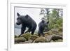 Vancouver Island Black Bears (Ursus Americanus Vancouveri) Taken With Remote Camera-Bertie Gregory-Framed Photographic Print