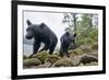 Vancouver Island Black Bears (Ursus Americanus Vancouveri) Taken With Remote Camera-Bertie Gregory-Framed Photographic Print