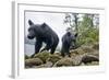 Vancouver Island Black Bears (Ursus Americanus Vancouveri) Taken With Remote Camera-Bertie Gregory-Framed Photographic Print