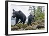 Vancouver Island Black Bears (Ursus Americanus Vancouveri) Taken With Remote Camera-Bertie Gregory-Framed Photographic Print