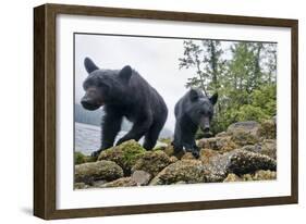 Vancouver Island Black Bears (Ursus Americanus Vancouveri) Taken With Remote Camera-Bertie Gregory-Framed Photographic Print