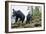 Vancouver Island Black Bears (Ursus Americanus Vancouveri) Taken With Remote Camera-Bertie Gregory-Framed Photographic Print