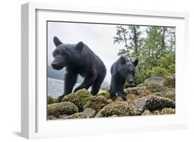 Vancouver Island Black Bears (Ursus Americanus Vancouveri) Taken With Remote Camera-Bertie Gregory-Framed Photographic Print