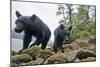 Vancouver Island Black Bears (Ursus Americanus Vancouveri) Taken With Remote Camera-Bertie Gregory-Mounted Photographic Print