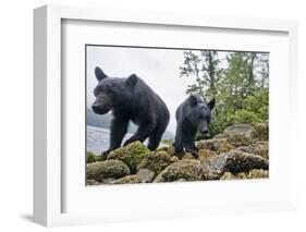 Vancouver Island Black Bears (Ursus Americanus Vancouveri) Taken With Remote Camera-Bertie Gregory-Framed Photographic Print