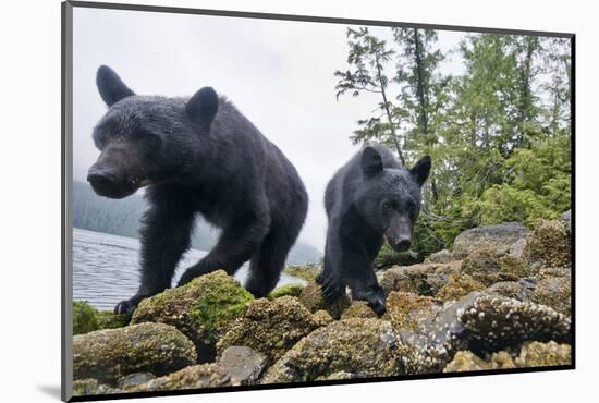 Vancouver Island Black Bears (Ursus Americanus Vancouveri) Taken With Remote Camera-Bertie Gregory-Mounted Photographic Print