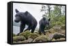 Vancouver Island Black Bears (Ursus Americanus Vancouveri) Taken With Remote Camera-Bertie Gregory-Framed Stretched Canvas