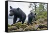 Vancouver Island Black Bears (Ursus Americanus Vancouveri) Taken With Remote Camera-Bertie Gregory-Framed Stretched Canvas