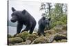 Vancouver Island Black Bears (Ursus Americanus Vancouveri) Taken With Remote Camera-Bertie Gregory-Stretched Canvas