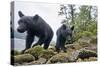 Vancouver Island Black Bears (Ursus Americanus Vancouveri) Taken With Remote Camera-Bertie Gregory-Stretched Canvas