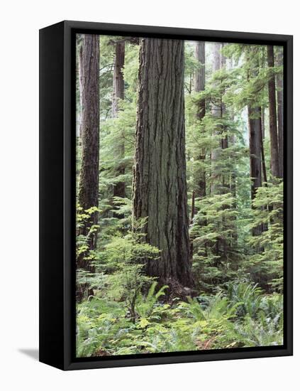 Vancouver Island, Old Growth Douglas Fir in Cathedral Grove-Christopher Talbot Frank-Framed Stretched Canvas