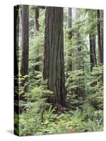 Vancouver Island, Old Growth Douglas Fir in Cathedral Grove-Christopher Talbot Frank-Stretched Canvas