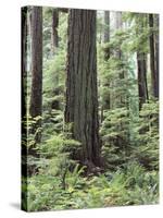 Vancouver Island, Old Growth Douglas Fir in Cathedral Grove-Christopher Talbot Frank-Stretched Canvas
