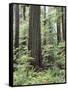 Vancouver Island, Old Growth Douglas Fir in Cathedral Grove-Christopher Talbot Frank-Framed Stretched Canvas