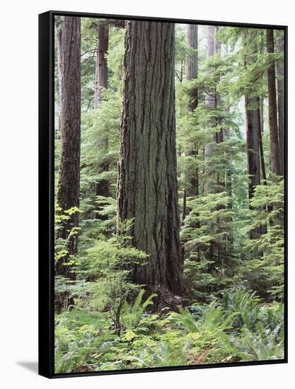 Vancouver Island, Old Growth Douglas Fir in Cathedral Grove-Christopher Talbot Frank-Framed Stretched Canvas