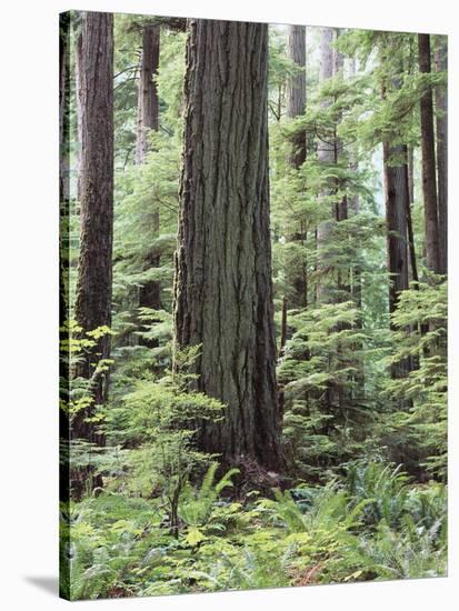 Vancouver Island, Old Growth Douglas Fir in Cathedral Grove-Christopher Talbot Frank-Stretched Canvas