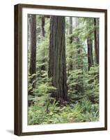 Vancouver Island, Old Growth Douglas Fir in Cathedral Grove-Christopher Talbot Frank-Framed Premium Photographic Print
