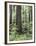 Vancouver Island, Old Growth Douglas Fir in Cathedral Grove-Christopher Talbot Frank-Framed Premium Photographic Print