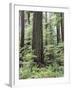 Vancouver Island, Old Growth Douglas Fir in Cathedral Grove-Christopher Talbot Frank-Framed Premium Photographic Print