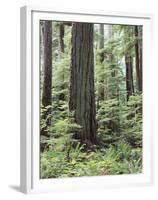 Vancouver Island, Old Growth Douglas Fir in Cathedral Grove-Christopher Talbot Frank-Framed Premium Photographic Print