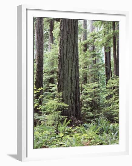 Vancouver Island, Old Growth Douglas Fir in Cathedral Grove-Christopher Talbot Frank-Framed Premium Photographic Print