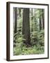 Vancouver Island, Old Growth Douglas Fir in Cathedral Grove-Christopher Talbot Frank-Framed Premium Photographic Print