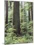 Vancouver Island, Old Growth Douglas Fir in Cathedral Grove-Christopher Talbot Frank-Mounted Premium Photographic Print