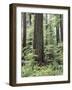 Vancouver Island, Old Growth Douglas Fir in Cathedral Grove-Christopher Talbot Frank-Framed Photographic Print