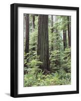 Vancouver Island, Old Growth Douglas Fir in Cathedral Grove-Christopher Talbot Frank-Framed Photographic Print