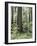 Vancouver Island, Old Growth Douglas Fir in Cathedral Grove-Christopher Talbot Frank-Framed Photographic Print