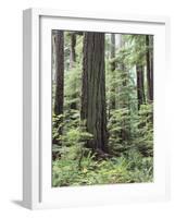 Vancouver Island, Old Growth Douglas Fir in Cathedral Grove-Christopher Talbot Frank-Framed Photographic Print