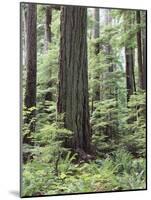 Vancouver Island, Old Growth Douglas Fir in Cathedral Grove-Christopher Talbot Frank-Mounted Photographic Print