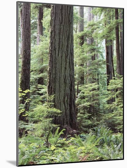 Vancouver Island, Old Growth Douglas Fir in Cathedral Grove-Christopher Talbot Frank-Mounted Photographic Print