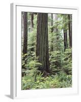 Vancouver Island, Old Growth Douglas Fir in Cathedral Grove-Christopher Talbot Frank-Framed Photographic Print