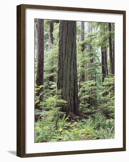 Vancouver Island, Old Growth Douglas Fir in Cathedral Grove-Christopher Talbot Frank-Framed Photographic Print